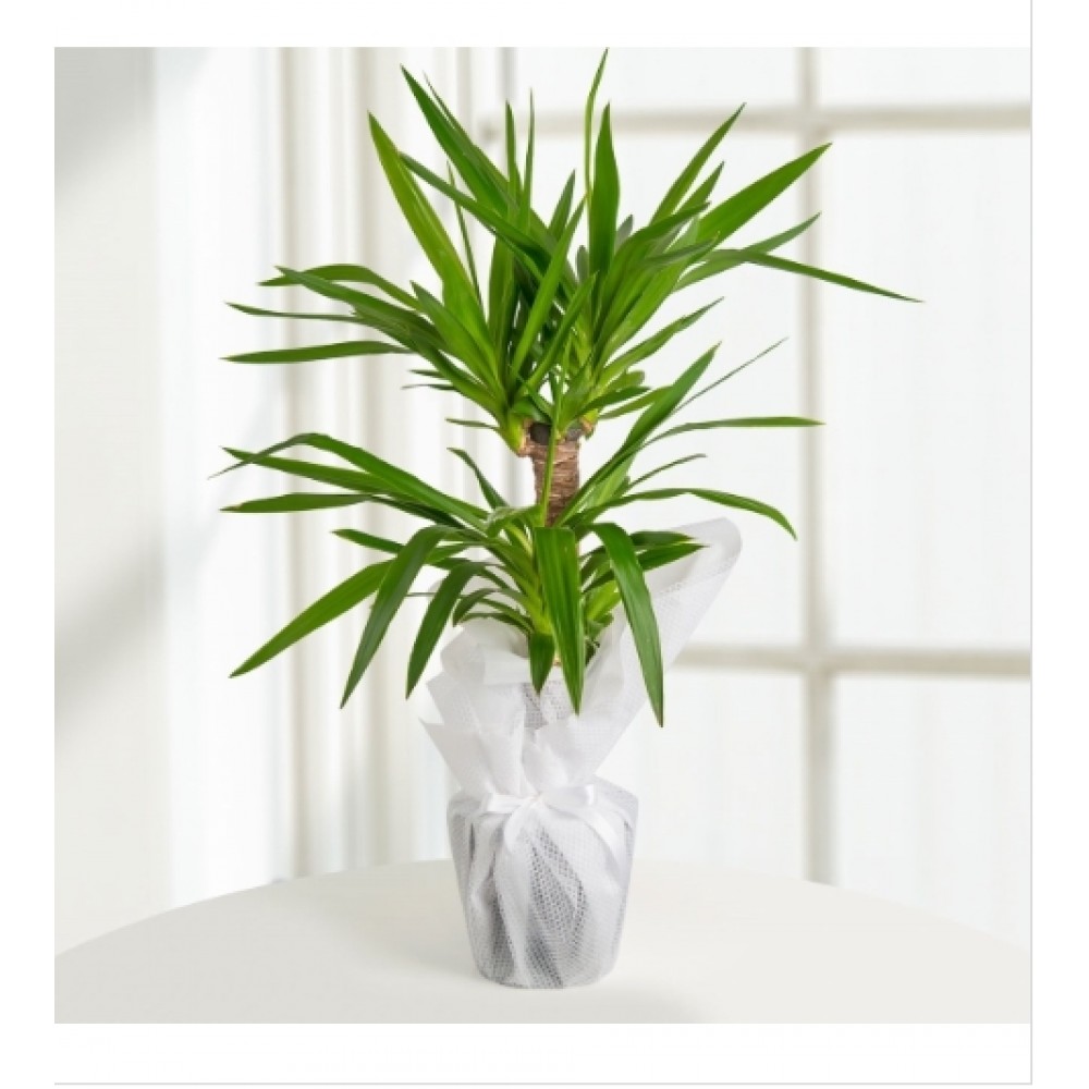 2 Li Yucca 